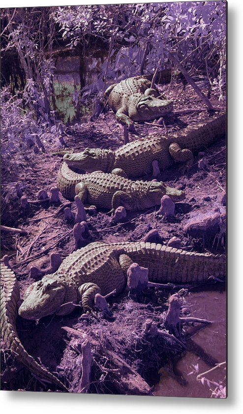 Alligator Metal Print featuring the photograph Alligators by Carolyn Hutchins