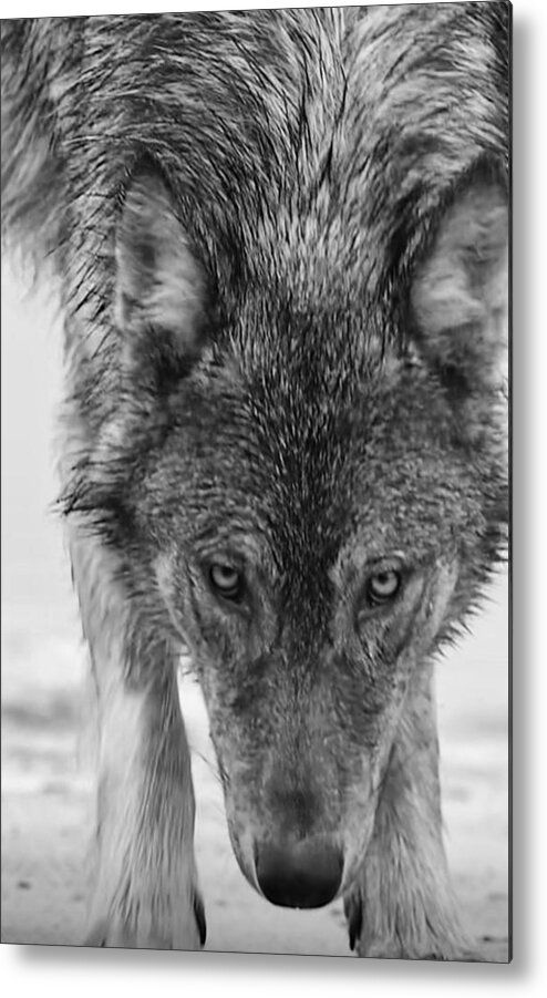 Wolf Metal Print featuring the photograph Alpha by Carolyn Mickulas