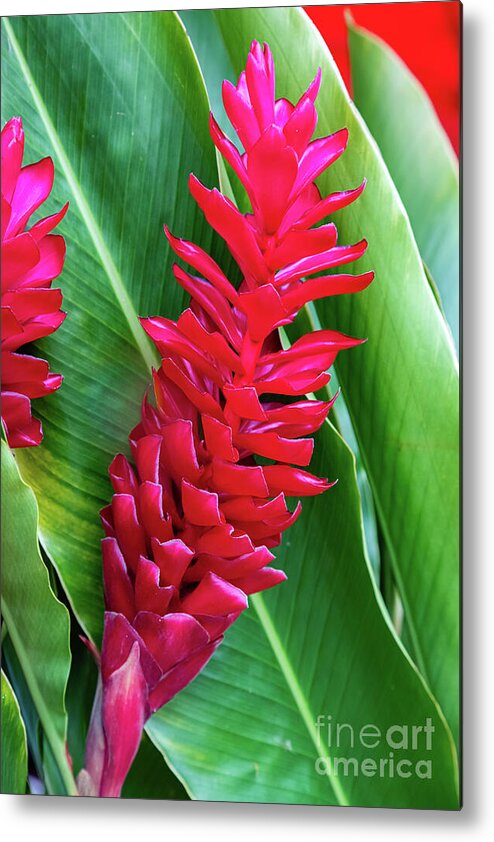 Red Ginger Metal Print featuring the photograph Alpinia purpurata or red ginger by Lyl Dil Creations