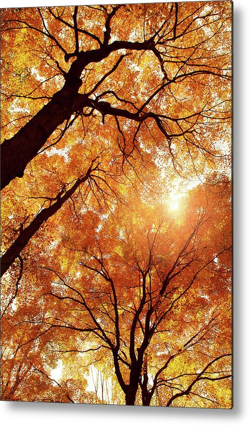  Metal Print featuring the photograph Amber and Gold by Rob Blair