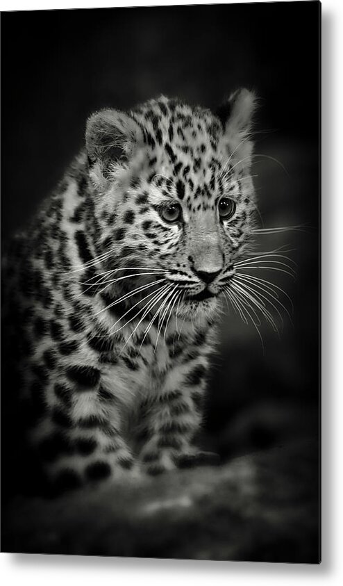 Amur Metal Print featuring the photograph Amur Leopard Cub - Sepia by Chris Boulton