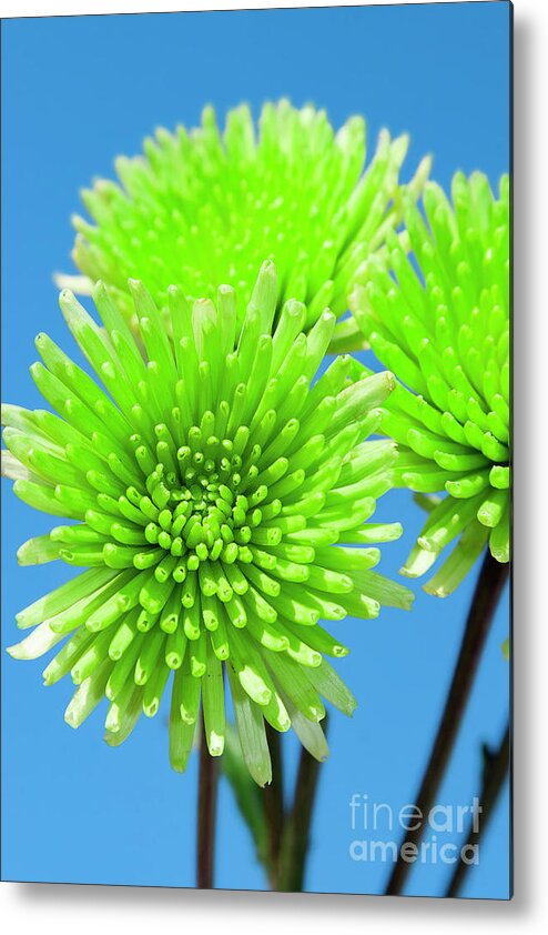 Floral Metal Print featuring the photograph Anastacia Green Chrysanthemum Flower Joy by Renee Spade Photography