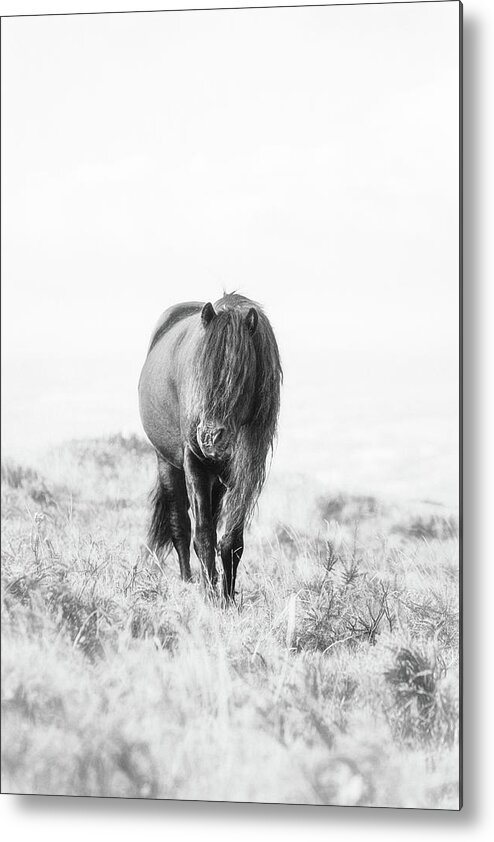 Horse Metal Print featuring the photograph Arthek II - Horse Art by Lisa Saint