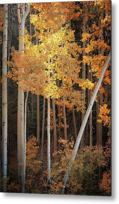 Scenics Metal Print featuring the photograph Aspen Glow by Mary Lee Dereske