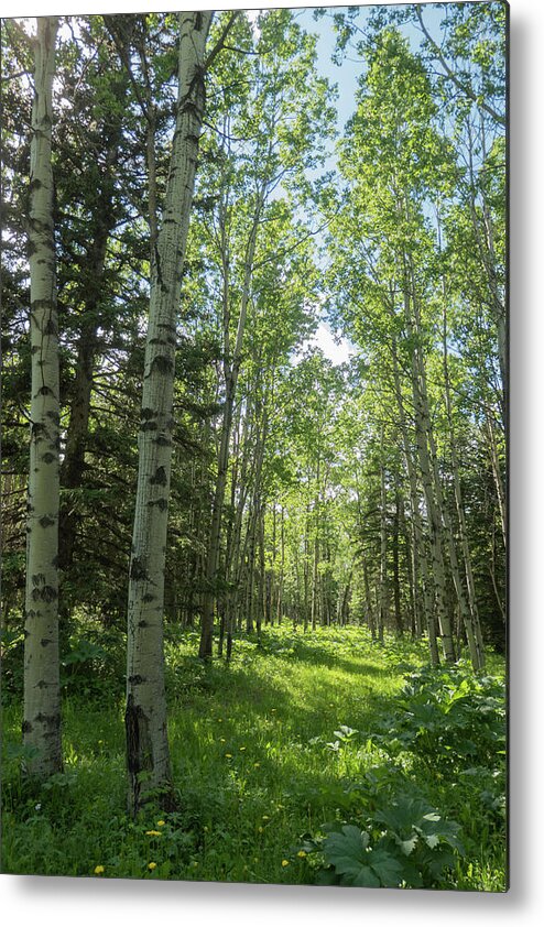 Aspen Metal Print featuring the photograph Aspen Woods In The Morning by Phil And Karen Rispin