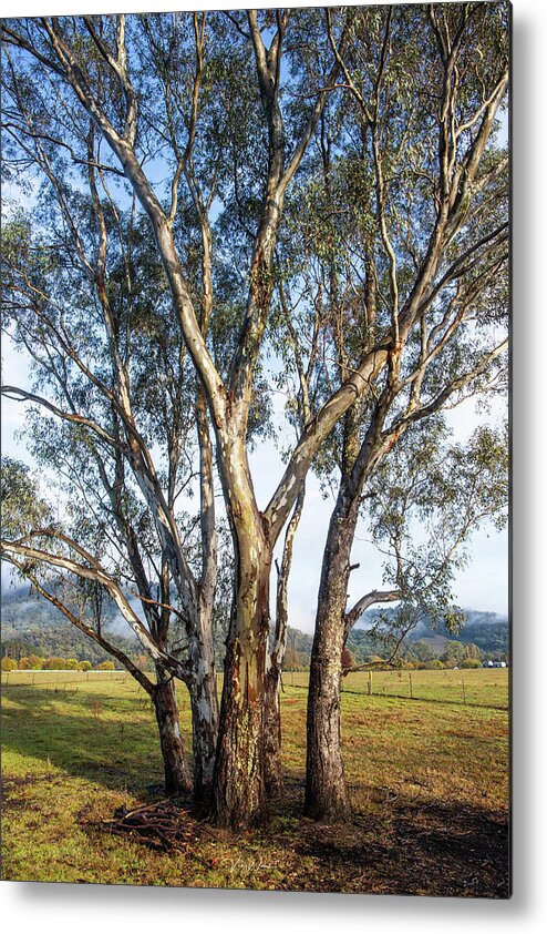 Australian Gum Trees Metal Print featuring the photograph Australian Gum Trees by Vicki Walsh