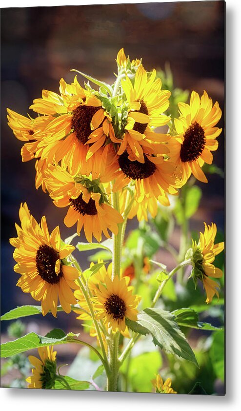 Wildseed Farms Metal Print featuring the photograph Autumn Beauties by Lynn Bauer