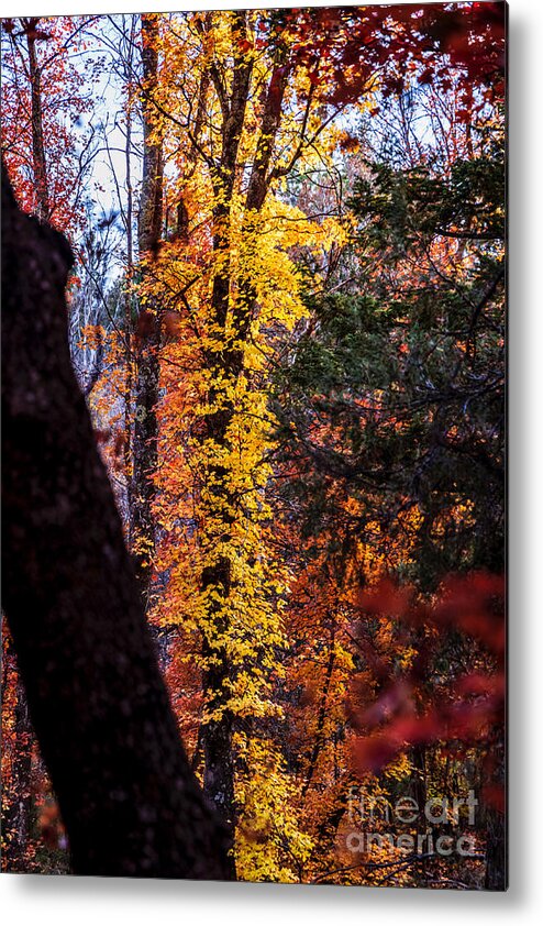 Taos Metal Print featuring the photograph Autumn Explosion by Elijah Rael