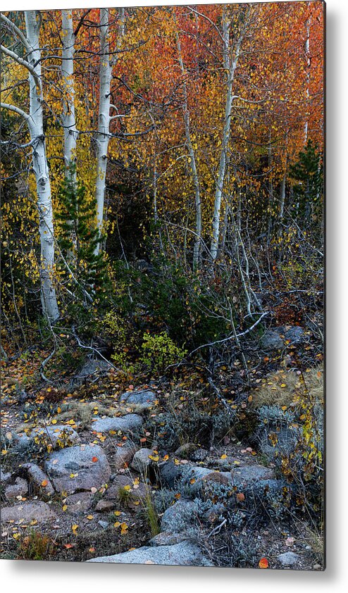North America Metal Print featuring the photograph Autumn Foliage in the Sierras by Mark Miller