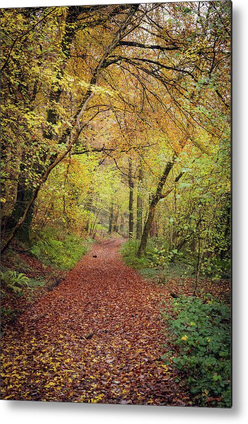 Cardiff Metal Print featuring the photograph Autumn, in a nutshell by Gavin Lewis
