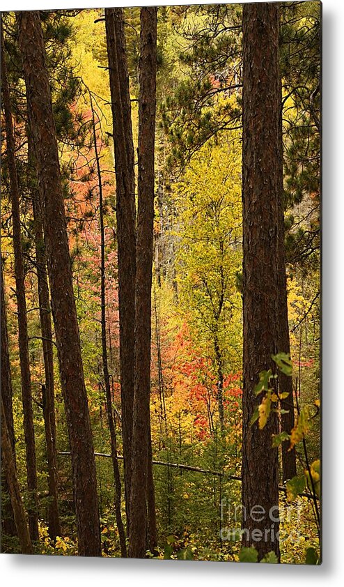 Landscape Metal Print featuring the photograph Autumn in Hiding by Larry Ricker