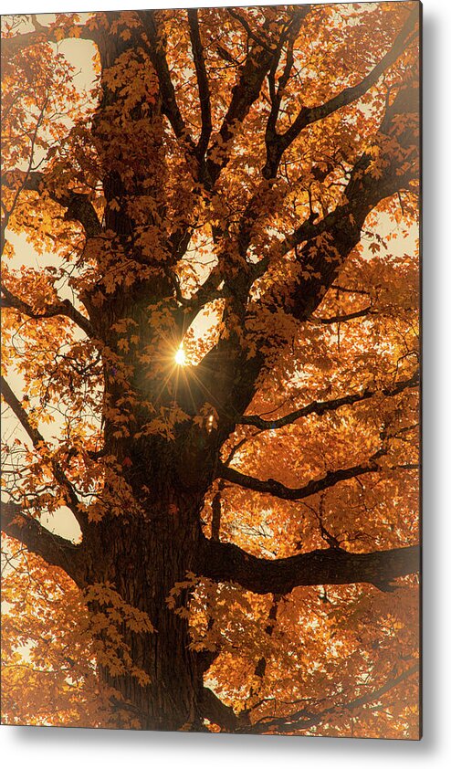 Autumn Metal Print featuring the photograph Autumn Morning Sunlight Through Tree 2 by Michael Saunders