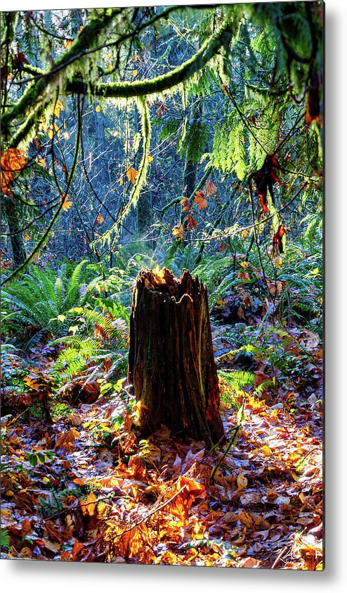 Redmond Metal Print featuring the photograph Autumn Scene - Redmond Watershed Preserve by Phyllis McDaniel