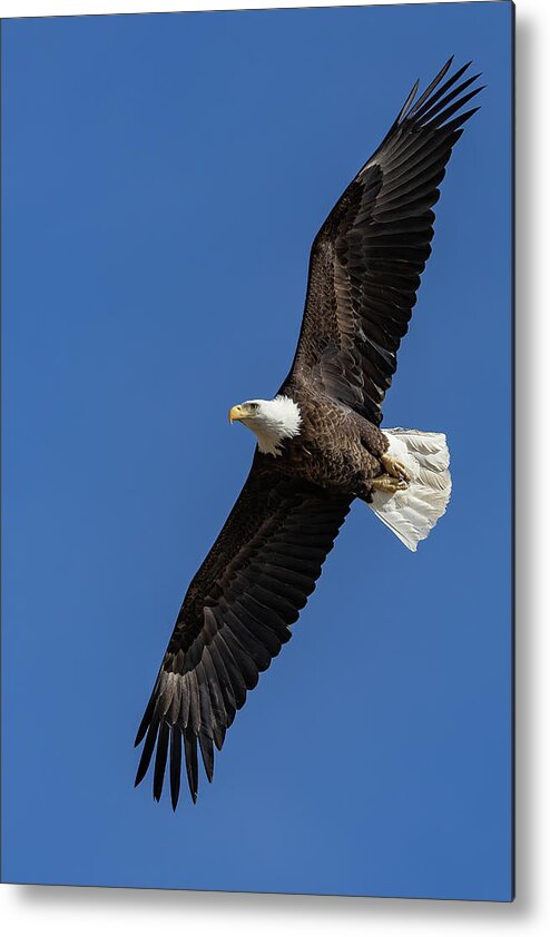 Bald Eagle Metal Print featuring the photograph Bald Eagle Flyby Portrait by Tony Hake