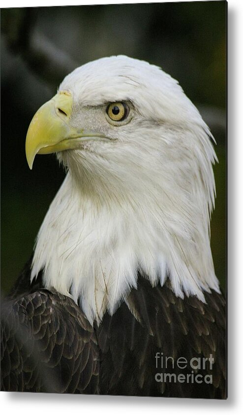Head Metal Print featuring the photograph Bald Eagle Profile by Ed Stokes
