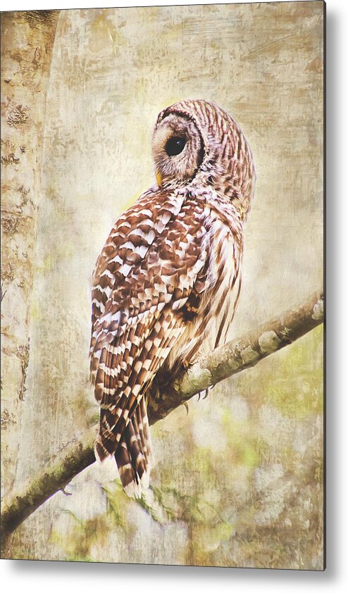 Barred Owl Metal Print featuring the photograph Barred Owl in Alder Tree by Peggy Collins