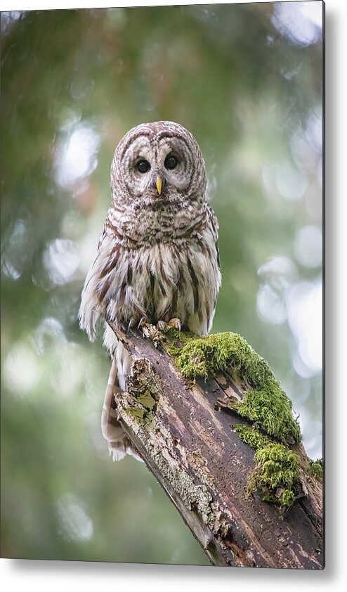 Barred Owl Metal Print featuring the photograph Barred Owl Stare by Michael Rauwolf