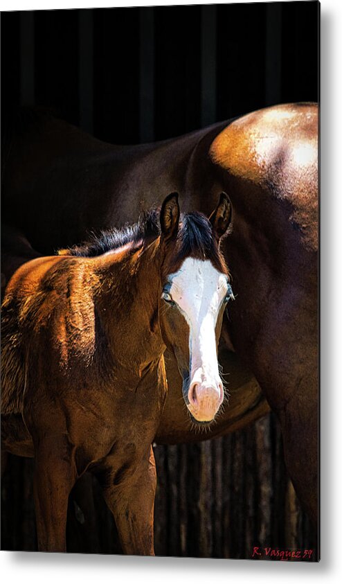 Horse Metal Print featuring the photograph Bay Colt by Rene Vasquez