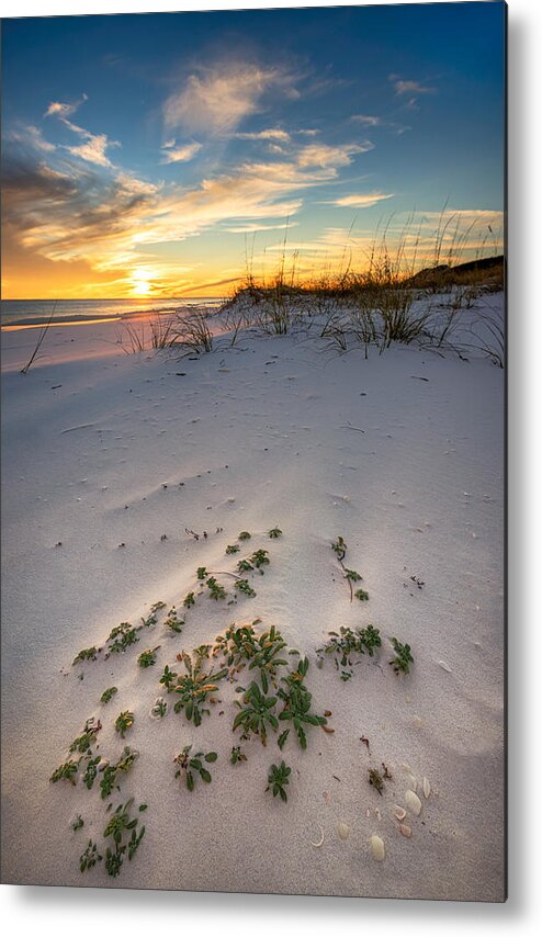 Florida Metal Print featuring the photograph Beach Plants at Sunset by Mike Whalen