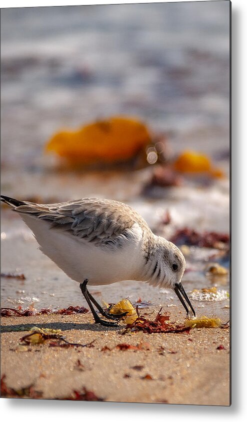 Shore Bird Metal Print featuring the photograph Beach Salad by Linda Bonaccorsi