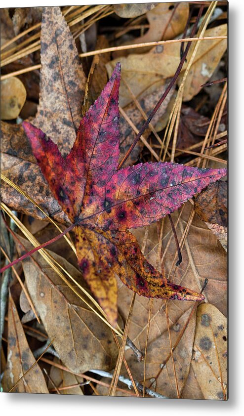 Leaf Metal Print featuring the photograph Beautiful Leaf Litter by Kathy Clark