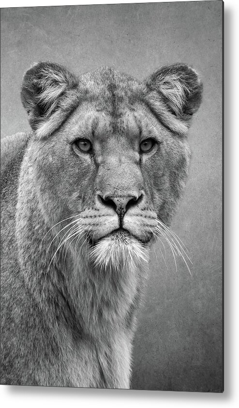 Lions Metal Print featuring the digital art Beautiful lioness in black and white by Marjolein Van Middelkoop