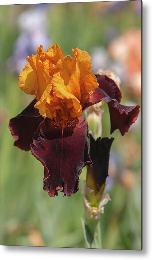 Jenny Rainbow Fine Art Photography Metal Print featuring the photograph Beauty Of Irises. Supreme Sultan 7 by Jenny Rainbow