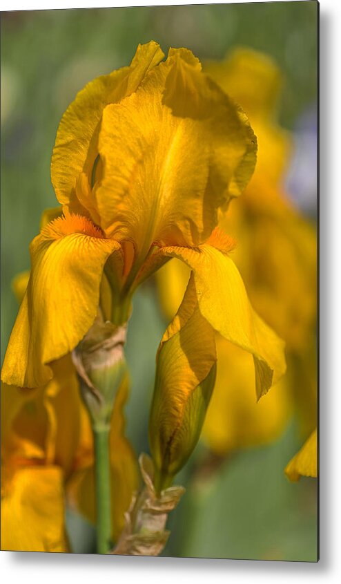 Jenny Rainbow Fine Art Photography Metal Print featuring the photograph Beauty Of Irises. Zlatokop by Jenny Rainbow