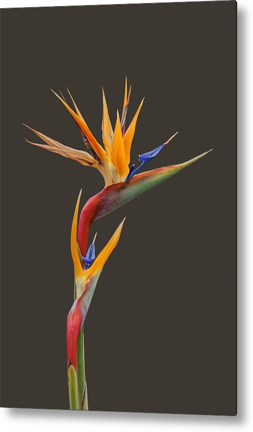 Flowers Metal Print featuring the photograph Bird of Paradise - Flower - Transparent by Nikolyn McDonald