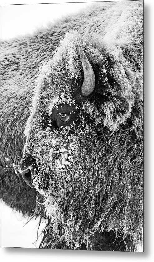 Bison Metal Print featuring the photograph Bison portrait by D Robert Franz