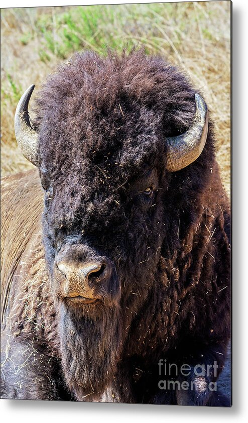 Bison Metal Print featuring the photograph Bison Portrait by Eddie Yerkish