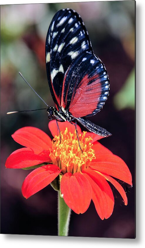 Black Metal Print featuring the photograph Black and Red Butterfly on Red Flower by WAZgriffin Digital