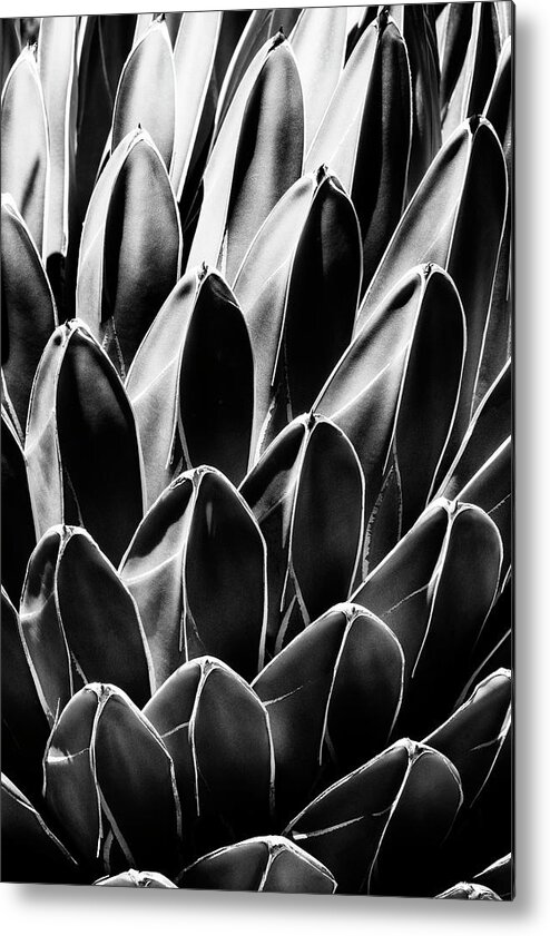 Arizona Metal Print featuring the photograph Black Arizona Series - Queen Victoria Agave by Philippe HUGONNARD