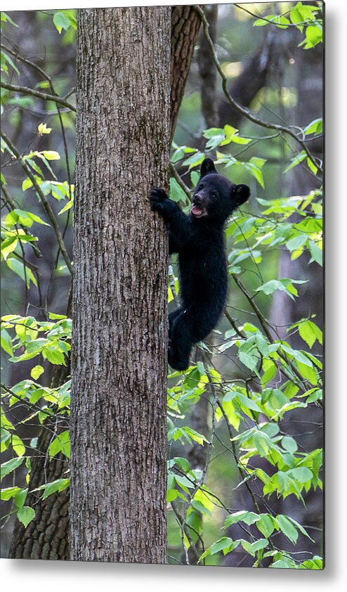 Black Bear Cub Metal Print featuring the photograph Black bear cub mouth open climbing up tree trunk by Dan Friend
