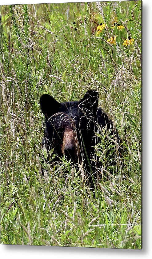 Tennessee Metal Print featuring the photograph Black Bear In The Cove by Jennifer Robin