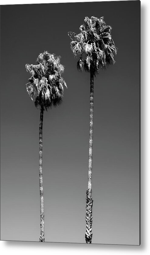 Palm Trees Metal Print featuring the photograph Black California Series - Beverly Hills Palm Trees by Philippe HUGONNARD