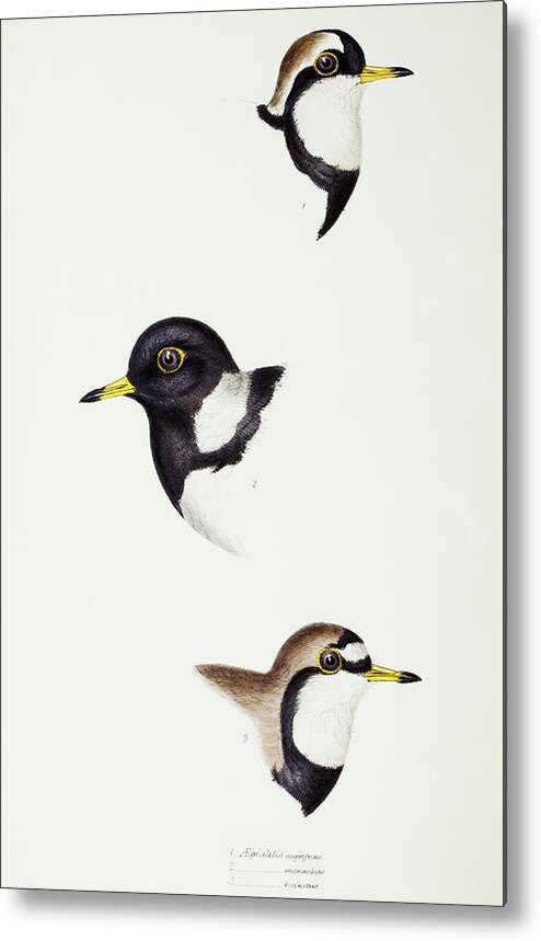 Black-fronted Dotterel Metal Print featuring the drawing Black-fronted dotterel, Lesser sand-plover and Double-banded plover by John Gould