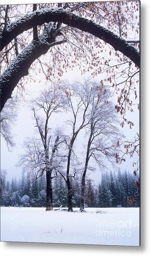 Dave Welling Metal Print featuring the photograph Black Oaks In Winter Yosemite by Dave Welling