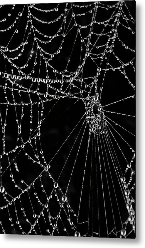 Black Metal Print featuring the photograph Black Web by WAZgriffin Digital