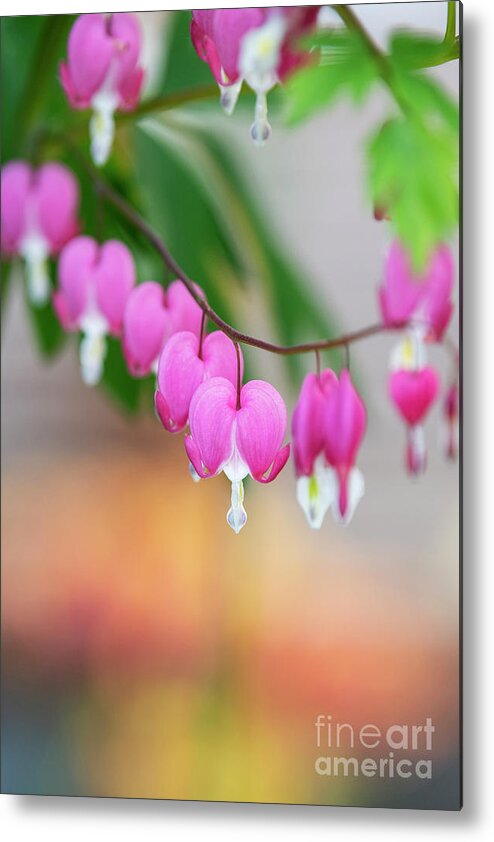 Bleeding Heart Metal Print featuring the photograph Bleeding Heart Flowers in Spring by Tim Gainey