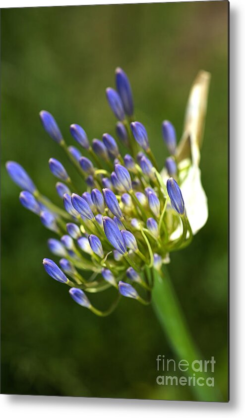 Lily Of The Nile Metal Print featuring the photograph Blue Agapanthus Hand by Joy Watson