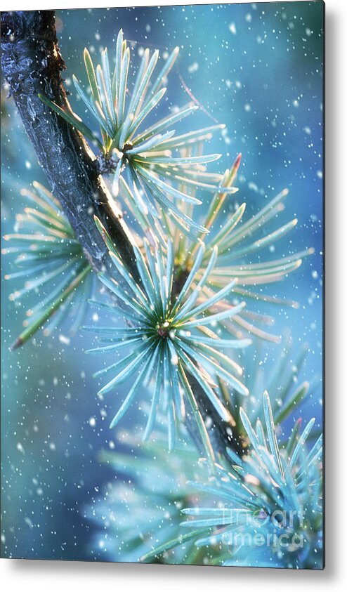 Public Gardens Metal Print featuring the photograph Blue Atlas Cedar Branch Dressed for Winter by Anita Pollak