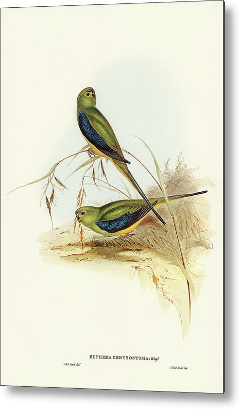Blue-banded Grass-parakeet Metal Print featuring the drawing Blue-banded Grass-Parakeet, Euphema chrysostoma by John Gould