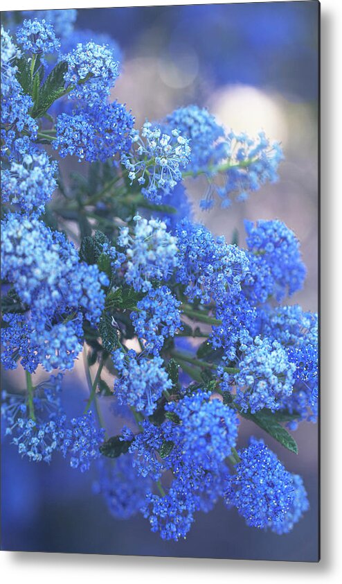 Lilac Metal Print featuring the photograph Blue California Lilac by Vanessa Thomas