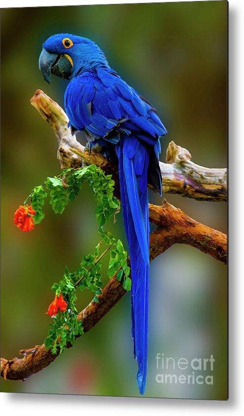 Photography Metal Print featuring the photograph Blue Macaw by Paul Wear