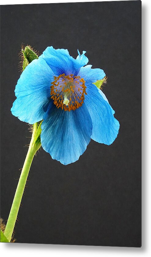 Richard Reeve Metal Print featuring the photograph Blue Poppy by Richard Reeve