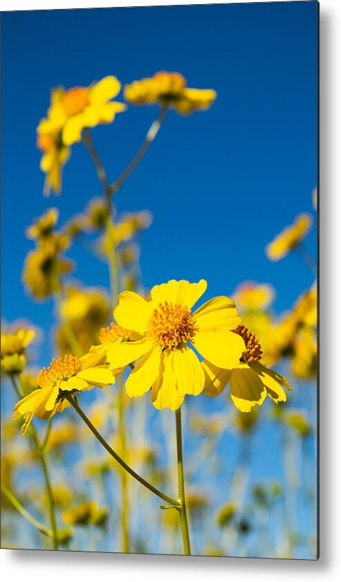Flower Metal Print featuring the photograph Blue Sky and Brittlebush by Bonny Puckett
