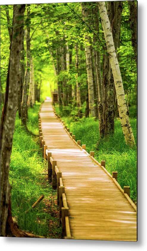 Acadia Metal Print featuring the photograph Boardwalk in the Forest by Jeff Sinon