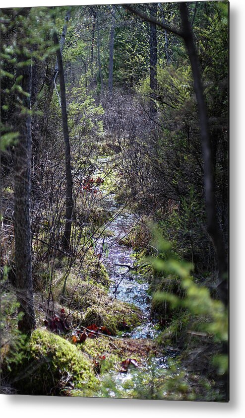 #bog #dreamy #dreamybog #bogdreams #sprucelakebog #naturepreserve #sunbeamsinthebog Metal Print featuring the photograph Bog Dreams by Kimberly Mackowski