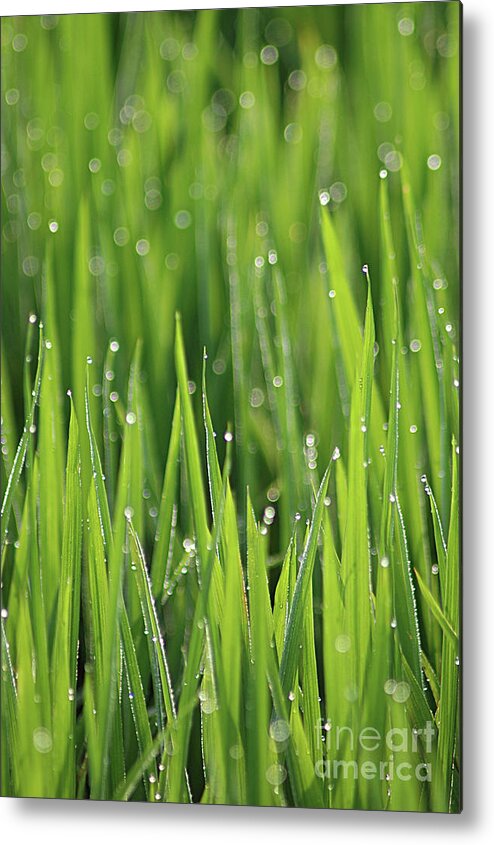 Bokeh Metal Print featuring the photograph Bright dew by Vicente Sargues